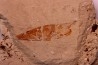 crustacé thylacocéphale: Pseuderichtus cretaceus - Santonien - Sahel Alma - LIBAN