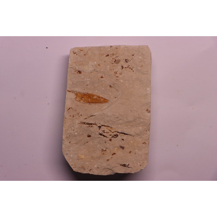 crustacé thylacocéphale: Pseuderichtus cretaceus - Santonien - Sahel Alma - LIBAN