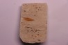 crustacé thylacocéphale: Pseuderichtus cretaceus - Santonien - Sahel Alma - LIBANON