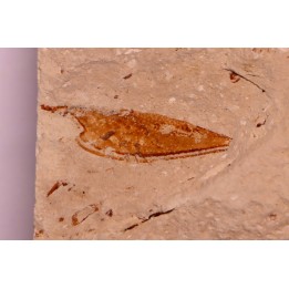 crustacé thylacocéphale: Pseuderichtus cretaceus - Santonien - Sahel Alma - LIBANON