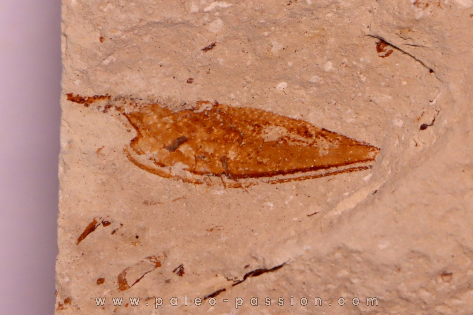 crustacé thylacocéphale: Pseuderichtus cretaceus - Santonien - Sahel Alma - LIBANON