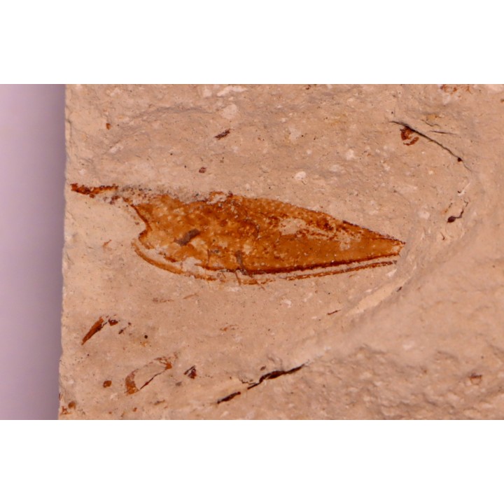 crustacé thylacocéphale: Pseuderichtus cretaceus - Santonien - Sahel Alma - LIBAN