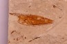 crustacé thylacocéphale: Pseuderichtus cretaceus - Santonien - Sahel Alma - LIBANON