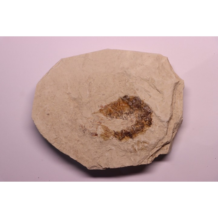 Palaeobenthesicymus libanensis - Santonien - Sahel Alma - LIBANON