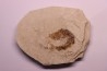 Palaeobenthesicymus libanensis - Santonien - Sahel Alma - LIBAN