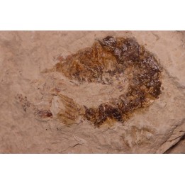 Palaeobenthesicymus libanensis - Santonien - Sahel Alma - LIBANON