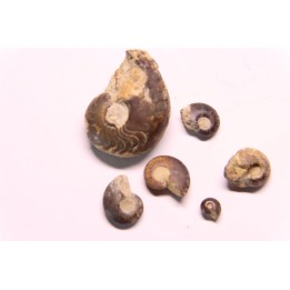 set of 6 GONIATITES: Manticoceras - upper devonian - Budesheim, Eifel, Germany