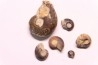 set of 6 GONIATITES: Manticoceras - upper devonian - Budesheim, Eifel, Germany
