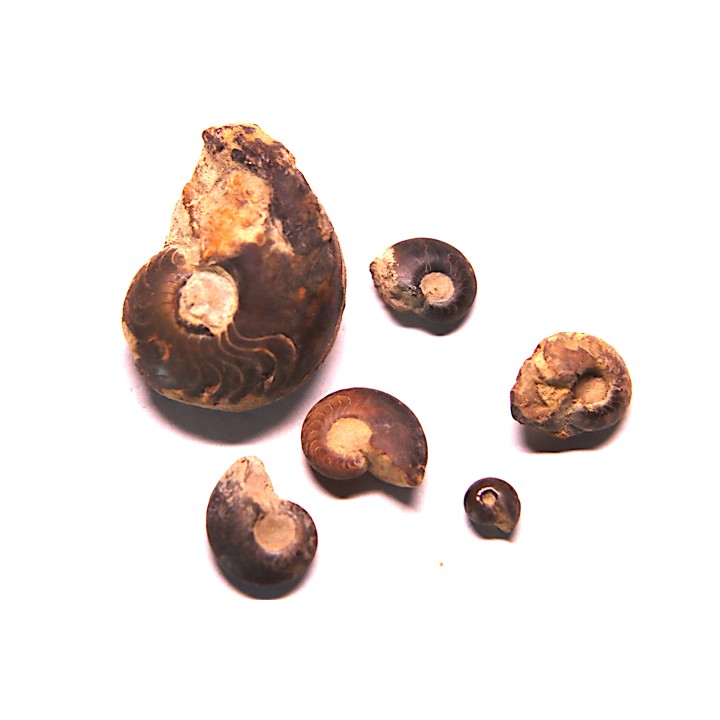 COLLECTION DE GONIATITES EN LIMONITE: Manticoceras - dévonien supérieur - Budesheim, Eifel, Germany