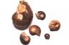 COLLECTION DE GONIATITES EN LIMONITE: Manticoceras - dévonien supérieur - Budesheim, Eifel, Germany