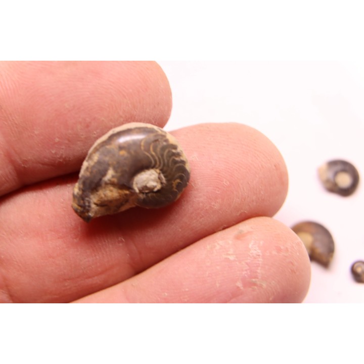 COLLECTION DE GONIATITES EN LIMONITE: Manticoceras - dévonien supérieur - Budesheim, Eifel, Germany