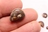 set of 6 GONIATITES: Manticoceras - upper devonian - Budesheim, Eifel, Germany