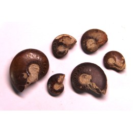 set of 6 GONIATITES: Manticoceras - upper devonian - Budesheim, Eifel, Germany