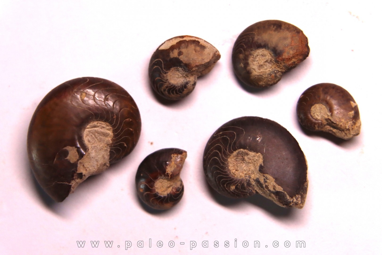 COLLECTION DE GONIATITES EN LIMONITE: Manticoceras - dévonien supérieur - Budesheim, Eifel, Germany