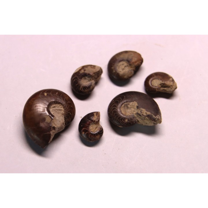 set of 6 GONIATITES: Manticoceras - upper devonian - Budesheim, Eifel, Germany