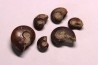 set of 6 GONIATITES: Manticoceras - upper devonian - Budesheim, Eifel, Germany