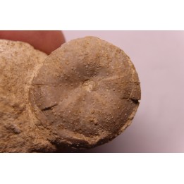 Stomechinus bigranularis  bathonien  La motte Bourbon - Montreuil Bellay, FRANCE