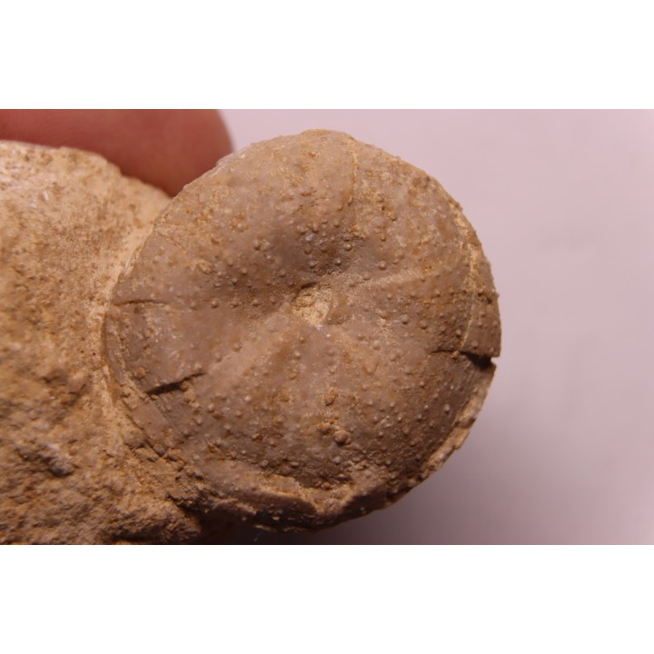 Stomechinus bigranularis - bathonien - La motte Bourbon - Montreuil Bellay, FRANCE