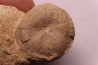 Stomechinus bigranularis - bathonien - La motte Bourbon - Montreuil Bellay, FRANCE