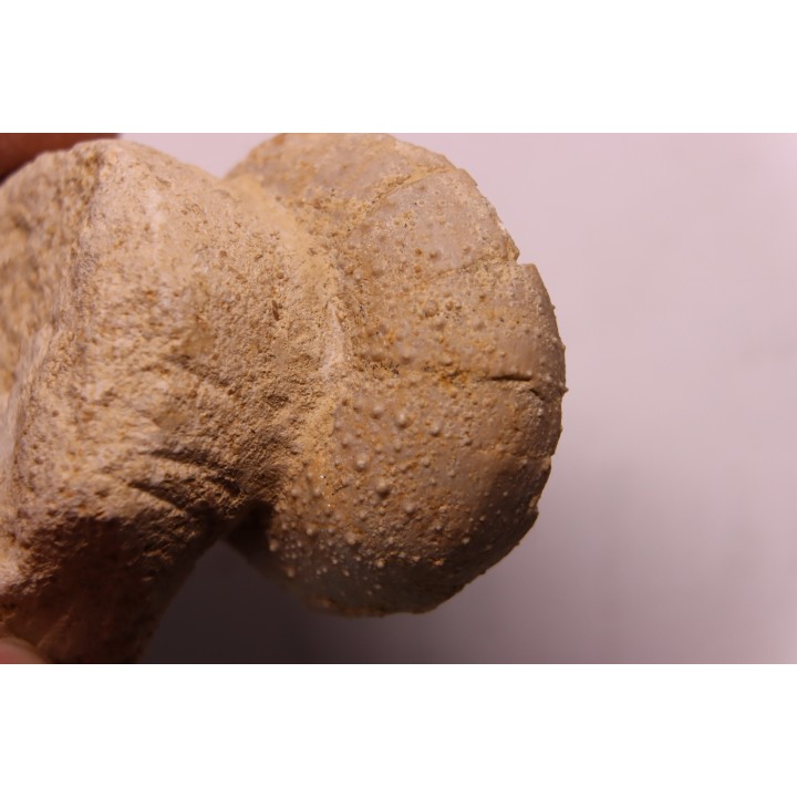 Stomechinus bigranularis - bathonien - La motte Bourbon - Montreuil Bellay, FRANCE