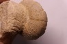 Stomechinus bigranularis - bathonien - La motte Bourbon - Montreuil Bellay, FRANCE