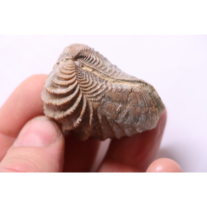 LINOTRIGONIA fittoni - Albien moyen - carriere Courcelles,  Villemoyenne, Aube, FRANCE