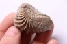 LINOTRIGONIA fittoni - Middle Albian - Courcelles quarry, Villemoyenne, Aube, FRANCE