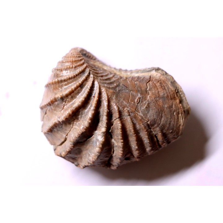 LINOTRIGONIA fittoni - Middle Albian - Courcelles quarry,  Villemoyenne, Aube, FRANCE