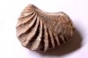 LINOTRIGONIA fittoni - Albien moyen - carriere Courcelles,  Villemoyenne, Aube, FRANCE