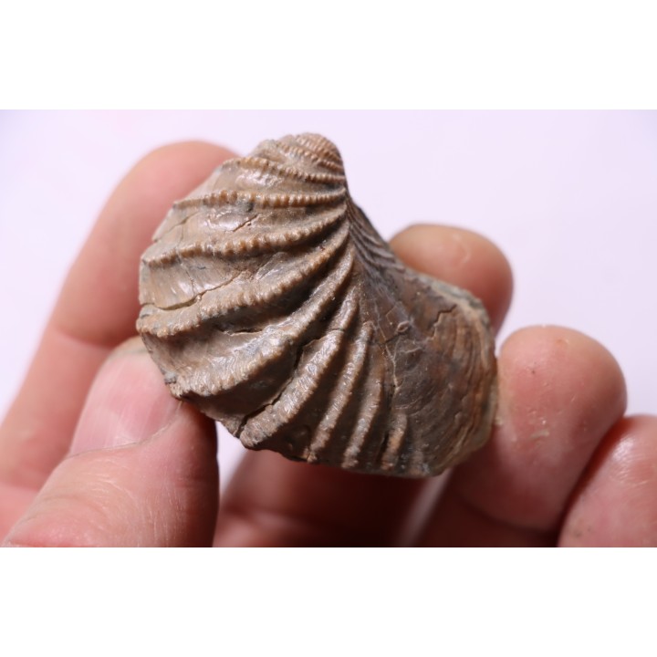 LINOTRIGONIA fittoni - Middle Albian - Courcelles quarry,  Villemoyenne, Aube, FRANCE