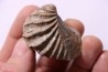 LINOTRIGONIA fittoni - Middle Albian - Courcelles quarry, Villemoyenne, Aube, FRANCE