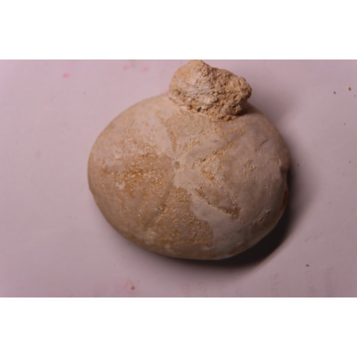 Echinantus scutella  Eocene - lutetien  Avesa, Verona, ITALY