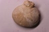 Echinantus scutella  Eocene - lutetien  Avesa, Verona, ITALY
