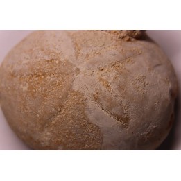 Echinantus scutella  Eocene - lutetien  Avesa, Verona, ITALY