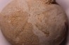 Echinantus scutella  Eocene - lutetien  Avesa, Verona, ITALY