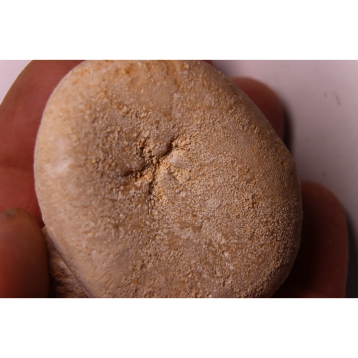 Echinantus scutella  Eocene - lutetien  Avesa, Verona, ITALY