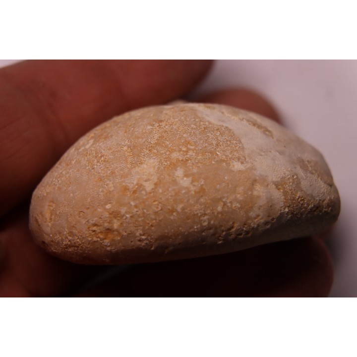 Echinantus scutella  Eocene - lutetien  Avesa, Verona, ITALY