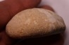 Echinantus scutella  Eocene - lutetien  Avesa, Verona, ITALY