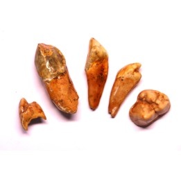 COLLECTION DE DENTS D' OURS DES CAVERNES - Ursus spelaeus - Pléistocène d'Europe