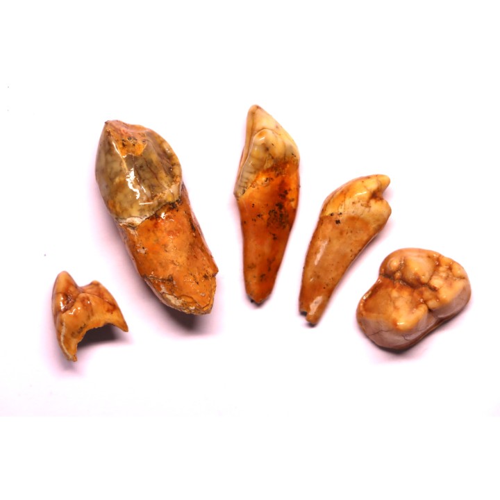 SET OF CAVERN BEAR TOOTH - Ursus spelaeus - Pléistocène  from  Europe.
