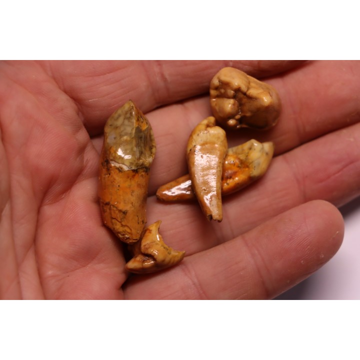 SET OF CAVERN BEAR TOOTH - Ursus spelaeus - Pléistocène  from  Europe.