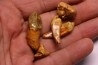 SET OF CAVERN BEAR TOOTH - Ursus spelaeus - Pléistocène  from  Europe.