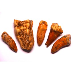 COLLECTION DE DENTS D' OURS DES CAVERNES - Ursus spelaeus - Pléistocène d'Europe