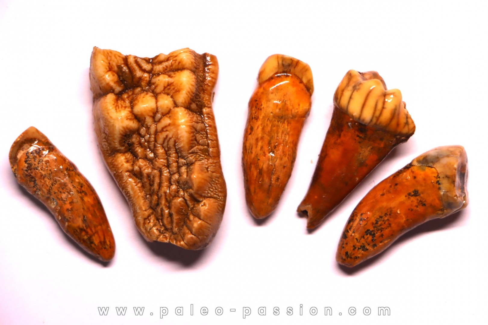 COLLECTION DE DENTS D' OURS DES CAVERNES - Ursus spelaeus - Pléistocène d'Europe