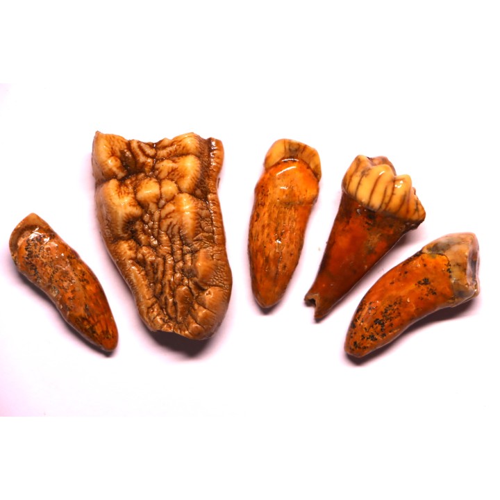 COLLECTION DE DENTS D' OURS DES CAVERNES - Ursus spelaeus - Pléistocène d'Europe