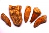 COLLECTION DE DENTS D' OURS DES CAVERNES - Ursus spelaeus - Pléistocène d'Europe