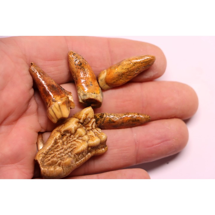 COLLECTION DE DENTS D' OURS DES CAVERNES - Ursus spelaeus - Pléistocène d'Europe