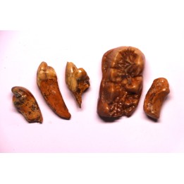 SET OF CAVERN BEAR TOOTH - Ursus spelaeus - Pléistocène  from  Europe.