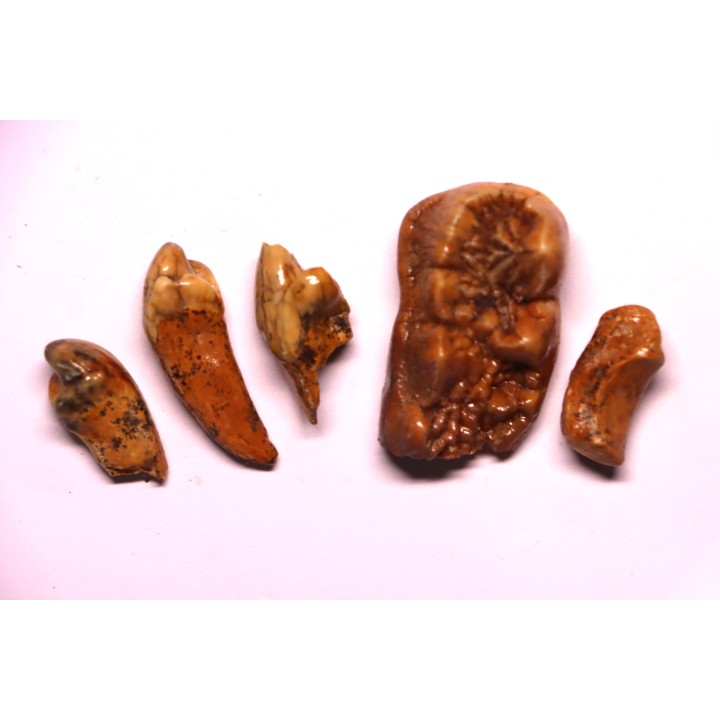 COLLECTION DE DENTS D' OURS DES CAVERNES - Ursus spelaeus - Pléistocène d'Europe