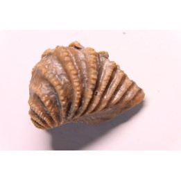 LINOTRIGONIA fittoni - Albien moyen - carriere Courcelles,  Villemoyenne, Aube, FRANCE